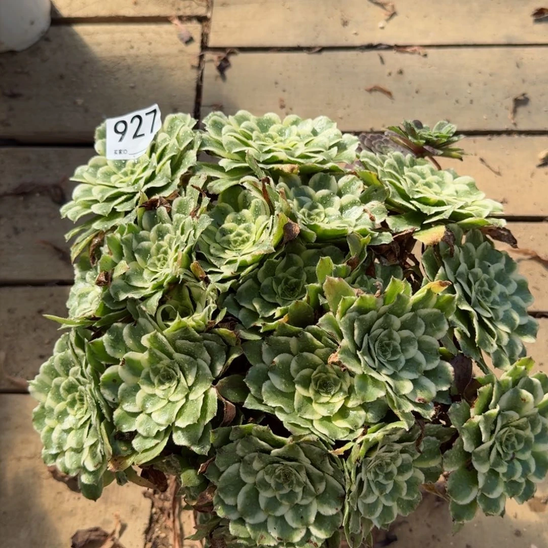 【闪购商品】927多肉