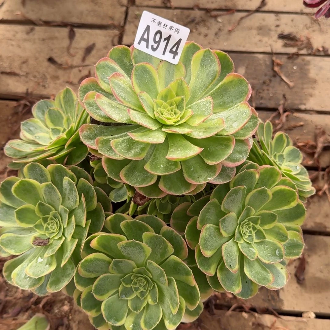 【闪购商品】914多肉