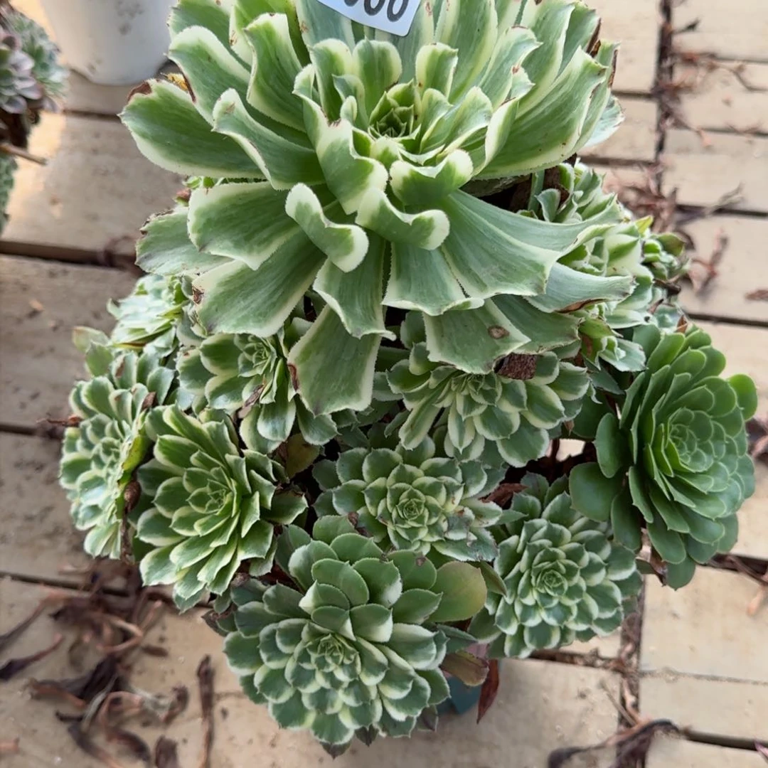 【闪购商品】086多肉