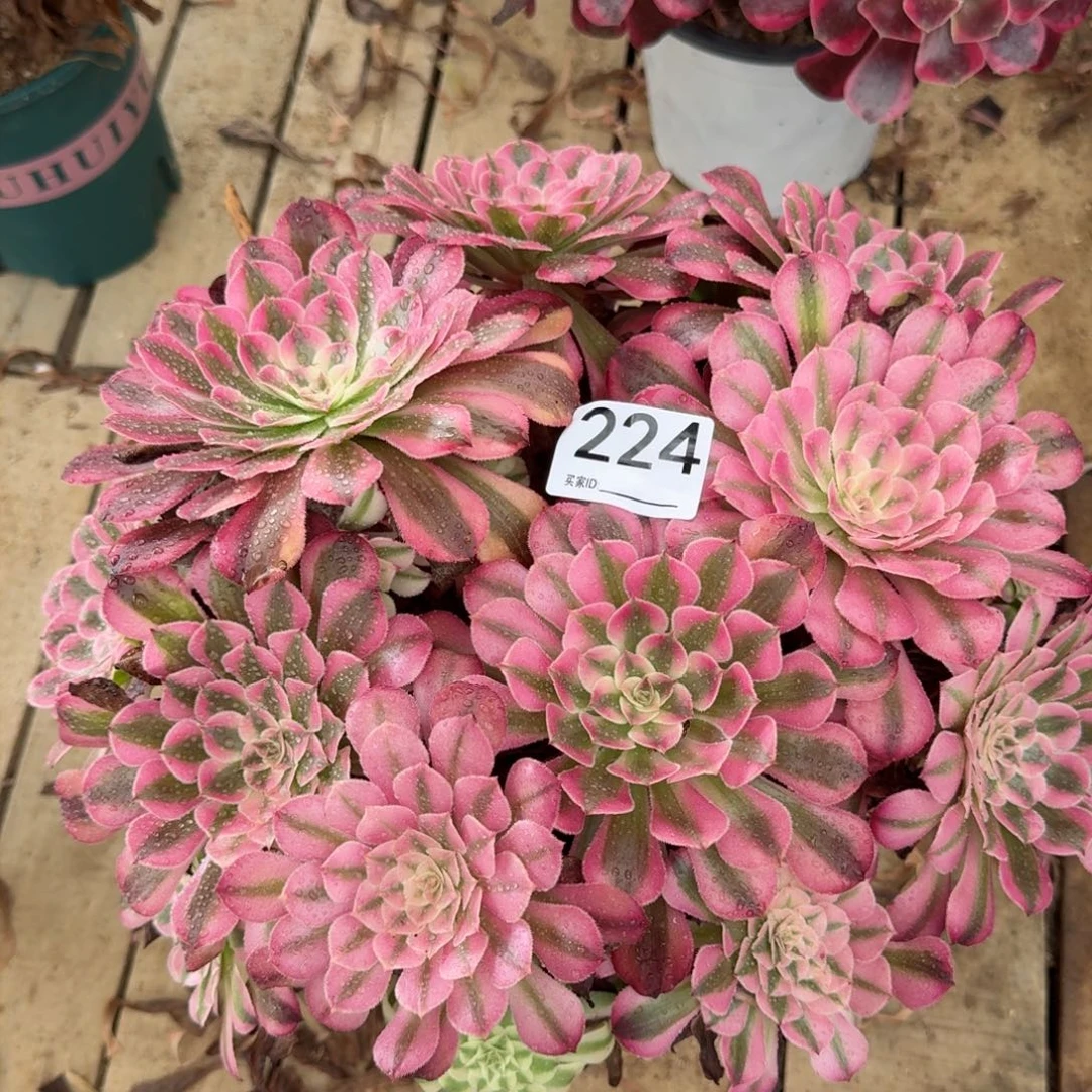 【闪购商品】224多肉