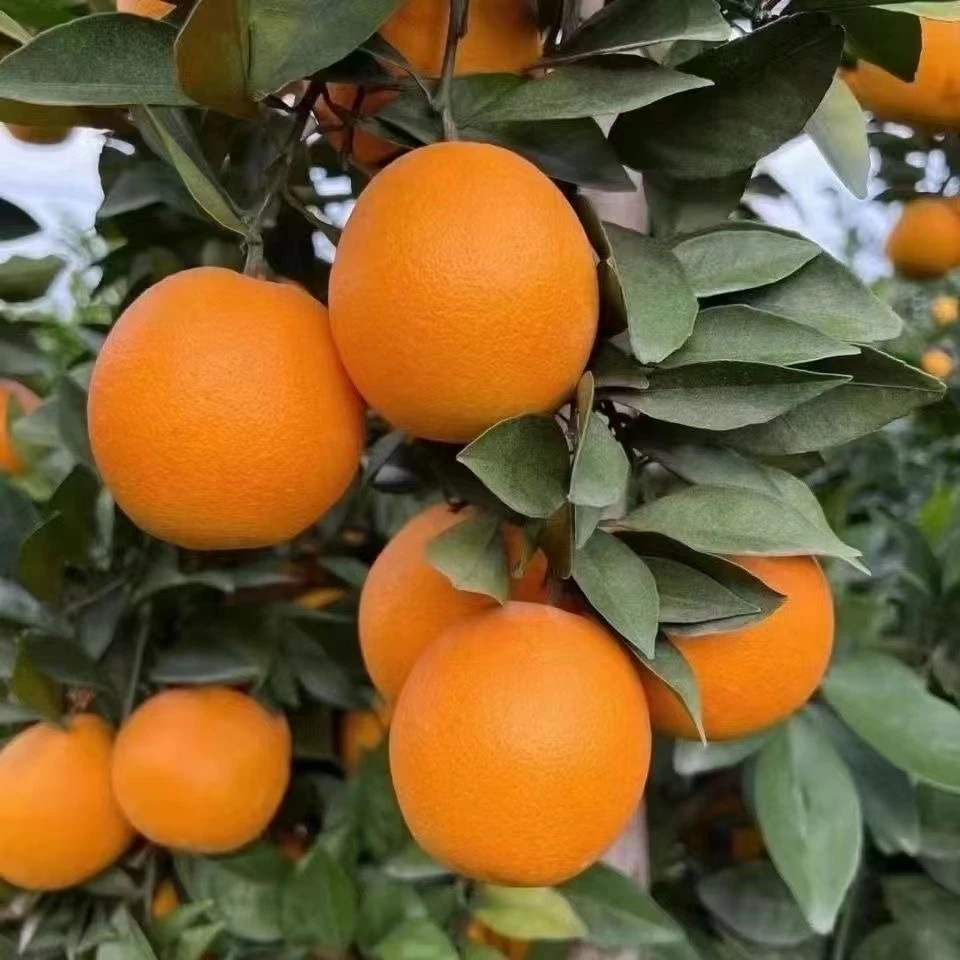 正宗赣南脐橙新鲜当季水果现摘甜橙纽荷尔整箱赣南脐橙正品