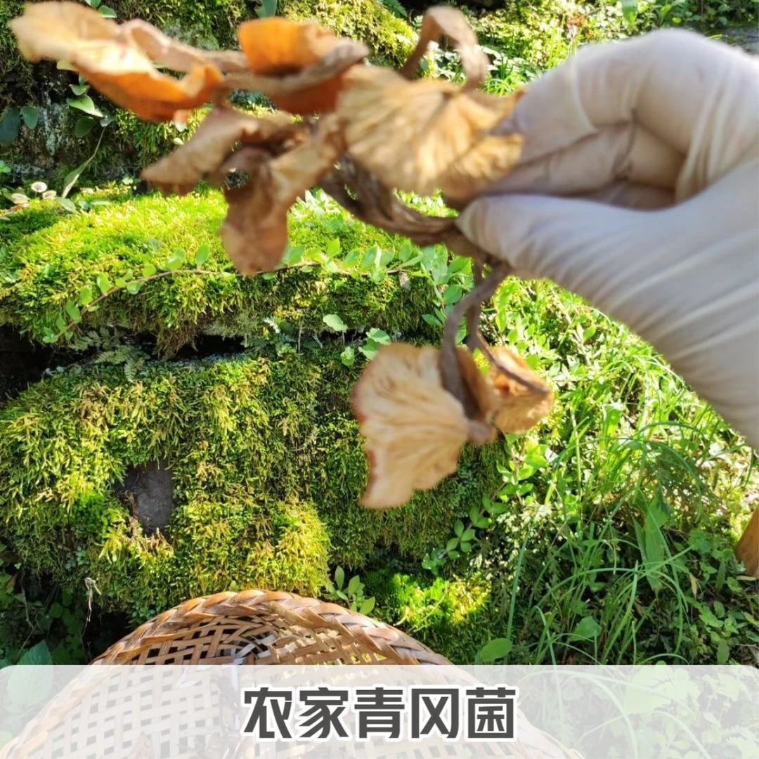 新品青杠菌菇 鸡丝菌 农家户外青冈菌 食用菌干货 非人工种植包邮