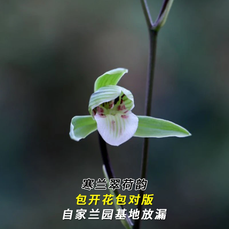 兰花直播寒兰【翠荷韵】花卉绿植盆栽冬带花苞国兰贵货批发阳台盆景