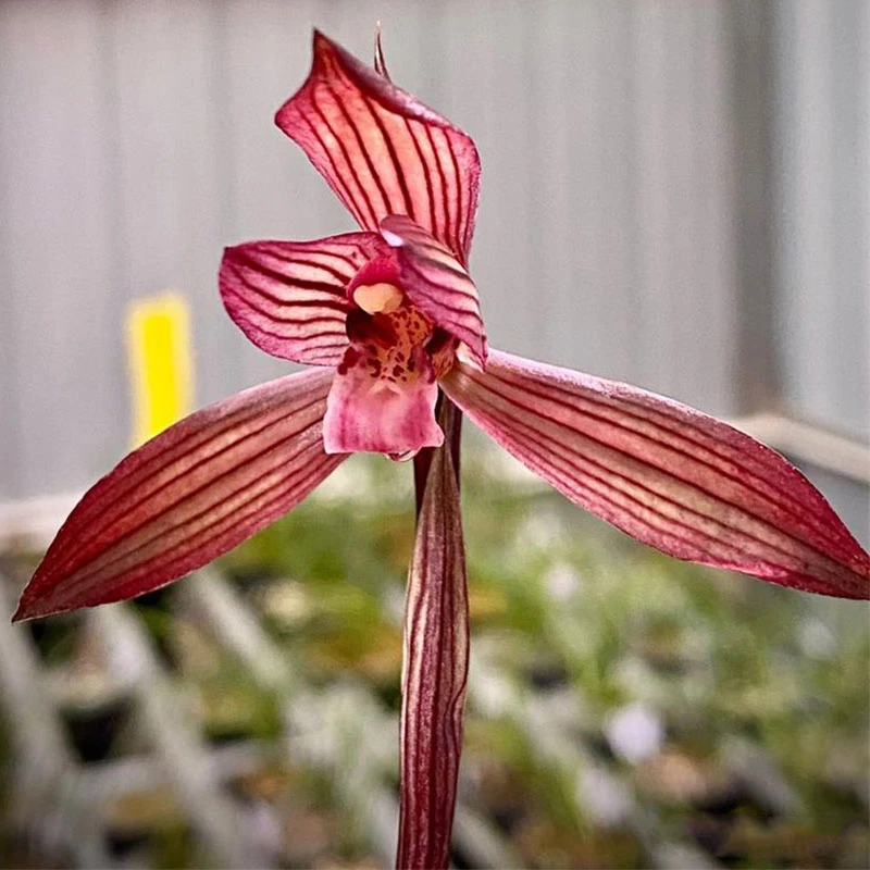 兰花直播春兰【刘三红】花卉绿植盆栽国兰草应季带花苞批发阳台盆景