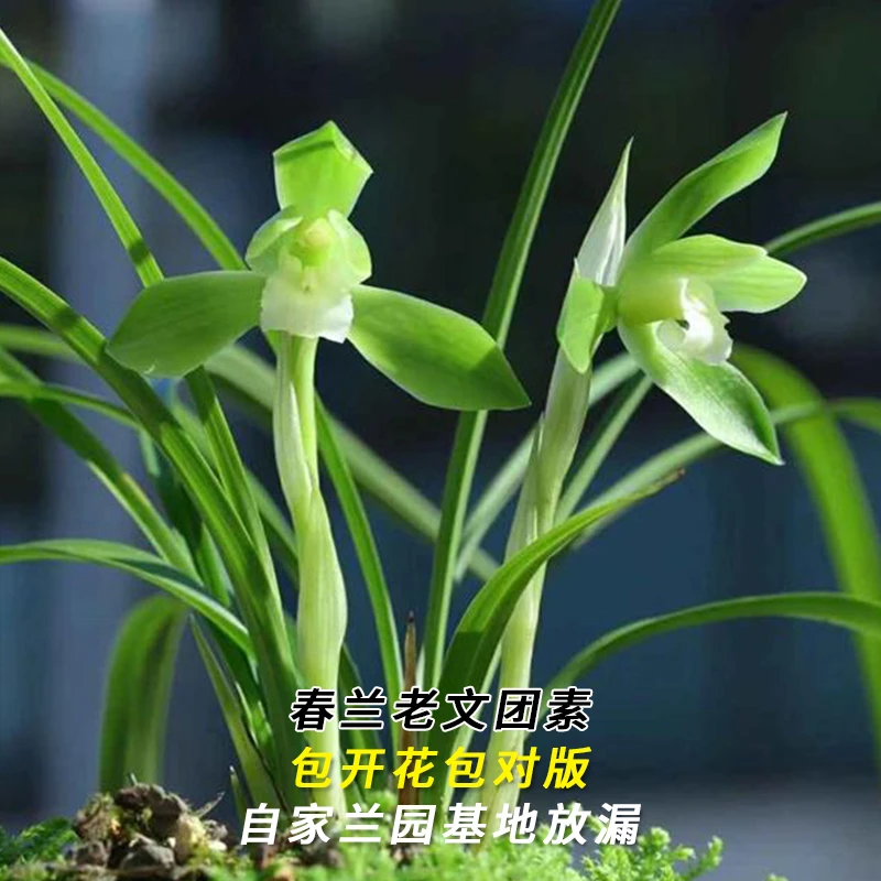 兰花直播春兰【老文团素】花卉绿植盆栽兰草应季带花苞批发阳台盆景