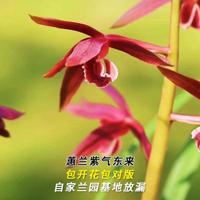兰花直播蕙兰【紫气东来】花卉绿植盆栽冬带花苞国兰贵货批发阳台草