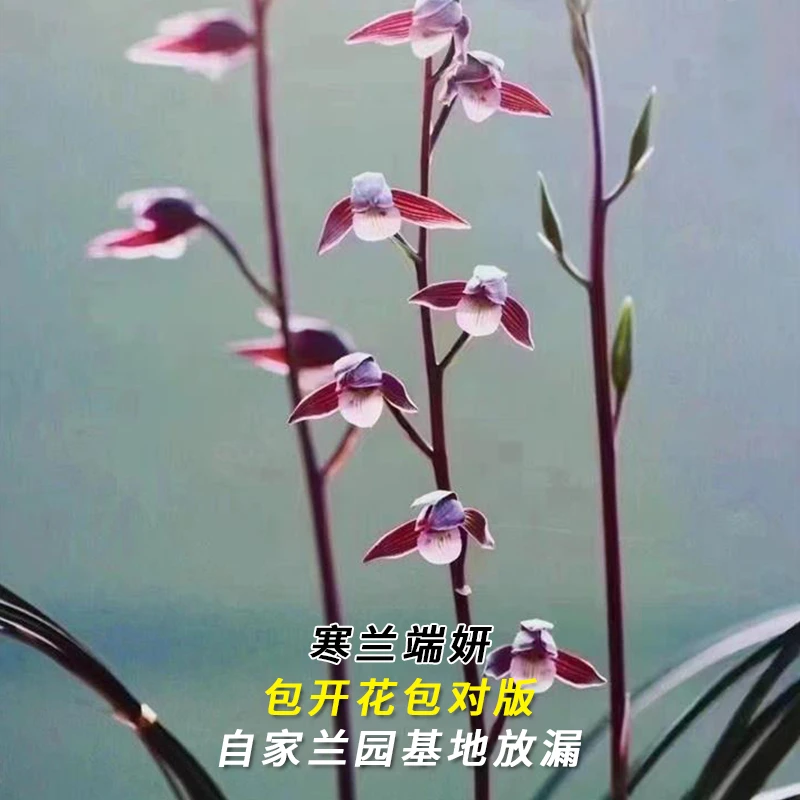 兰花直播寒兰【端妍】花卉绿植盆栽冬带花苞国兰草贵货批发阳台盆景