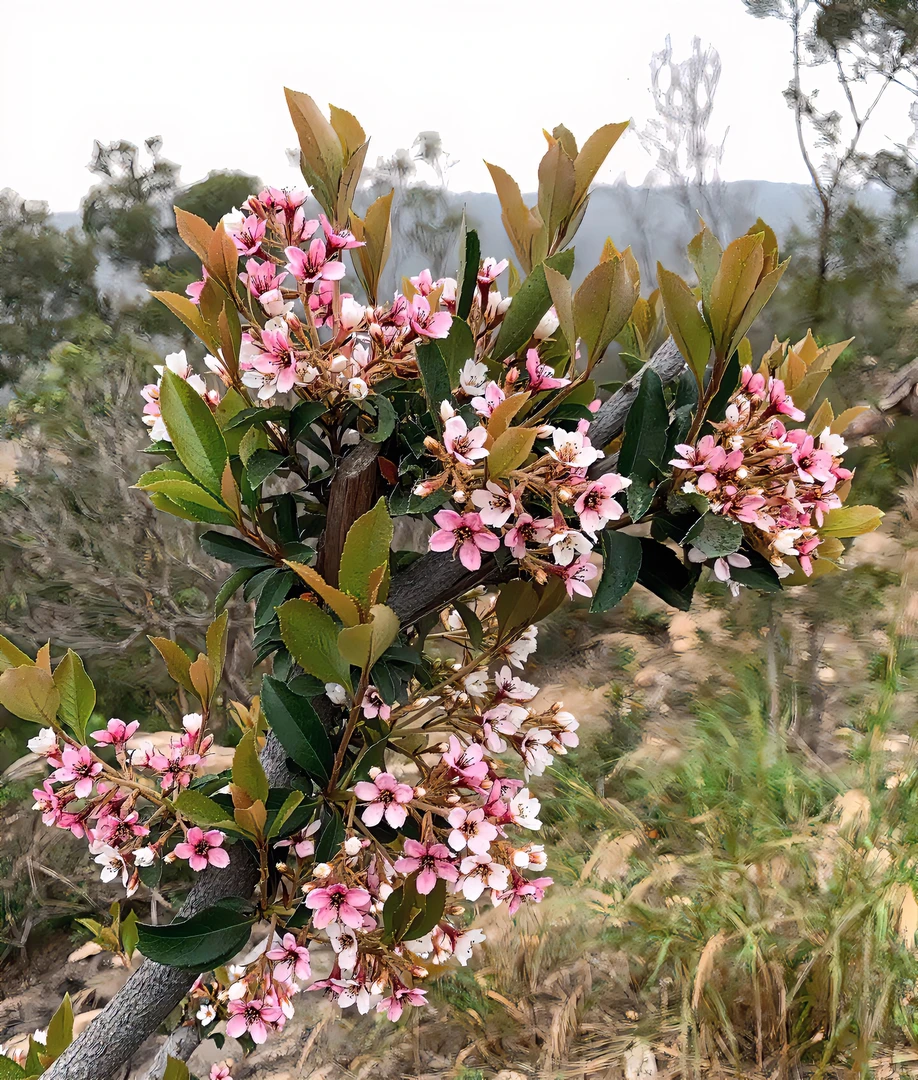 春花、栀子花、石枫各种款式盆景地景