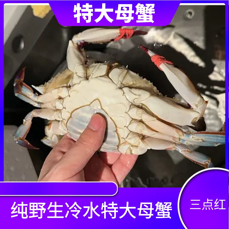 W【保鲜不保活】特大三点红母蟹6两以上/只2-3斤装不保腿甲全