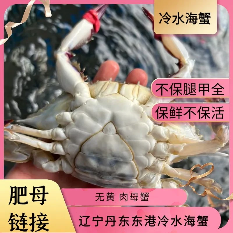 W【保鲜不保活】肥母蟹 三两左右/只2-3只/斤2-3斤装不保腿甲全