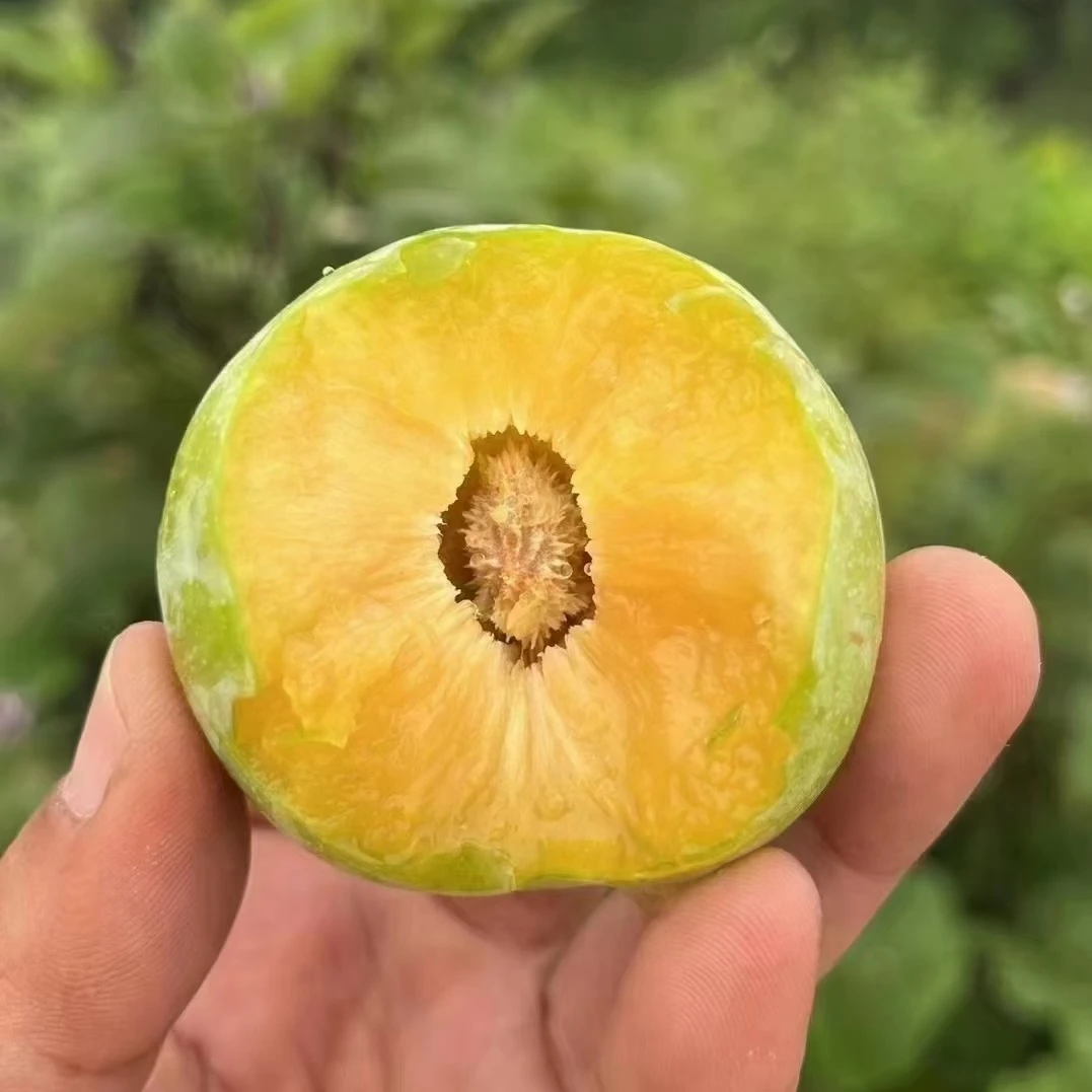 青脆李脱骨李子新鲜当季正宗孕妇水果5斤清脆李重庆梁平顺丰空运