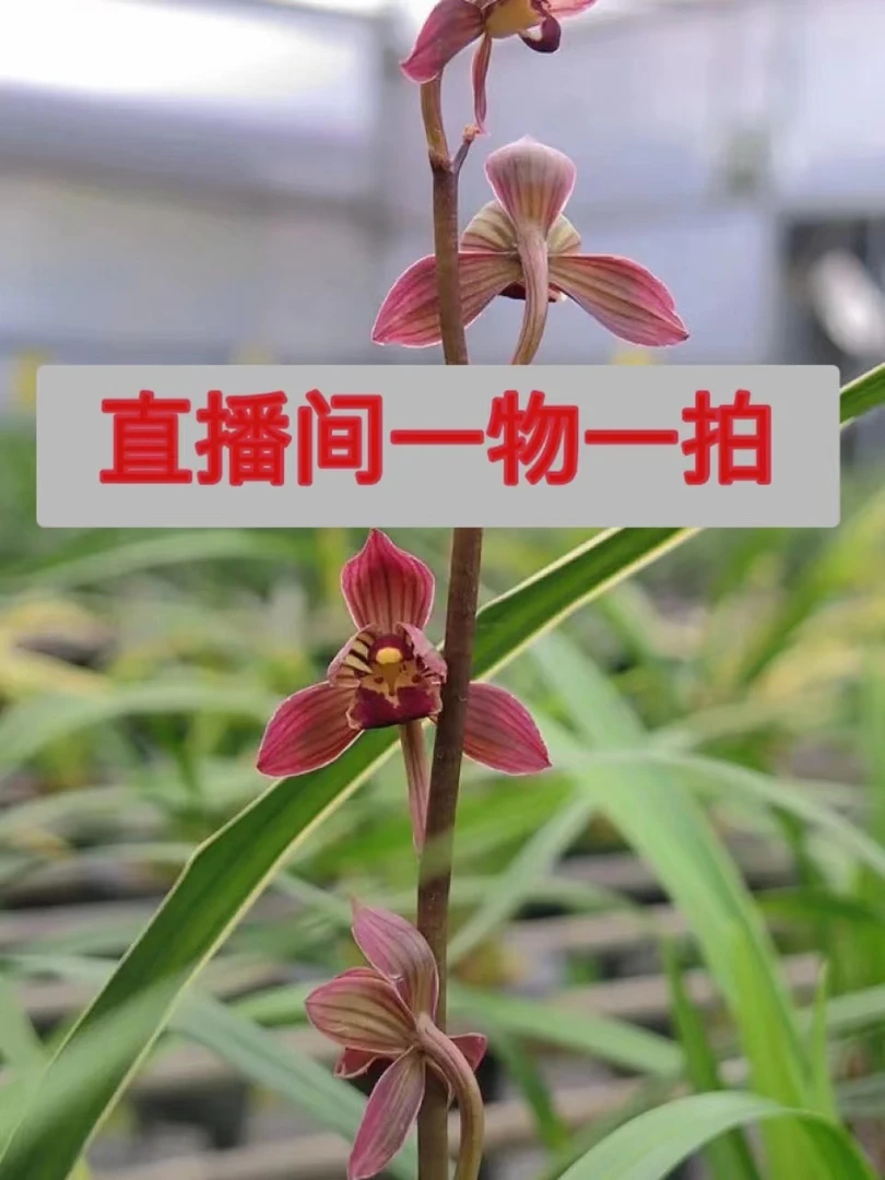 翁源县兰花之乡   直播间   一物一拍   链接（ 勿随意下单）