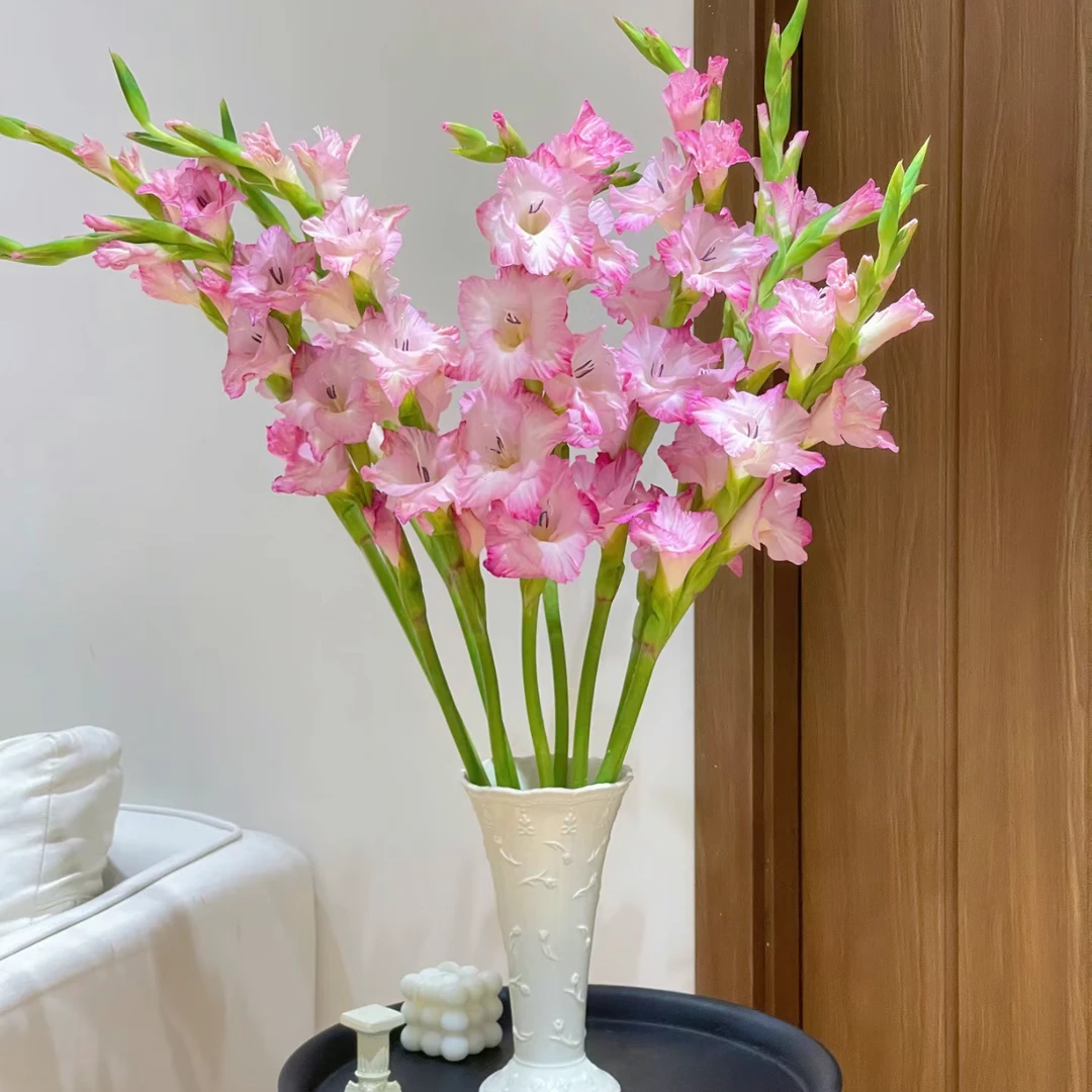 【香樟坊甄选】彩雀剑兰 粉色系剑兰 鲜切花店铺现货包邮鲜花