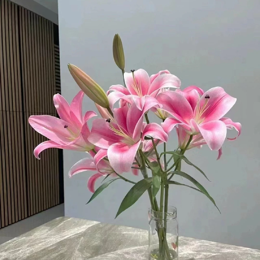 【香樟坊甄选】多头普拉芬多 红色单瓣香水百合基地直发