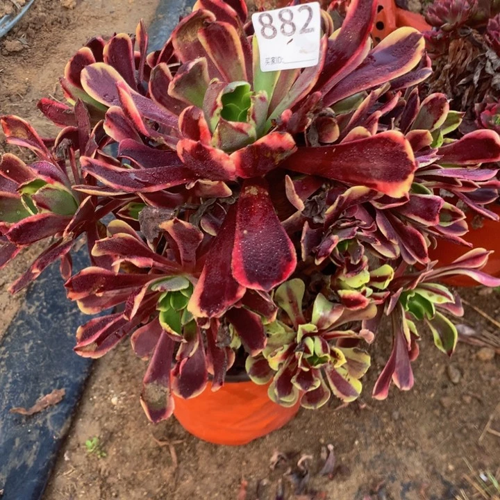 生**你882欧嘉丽多肉植物