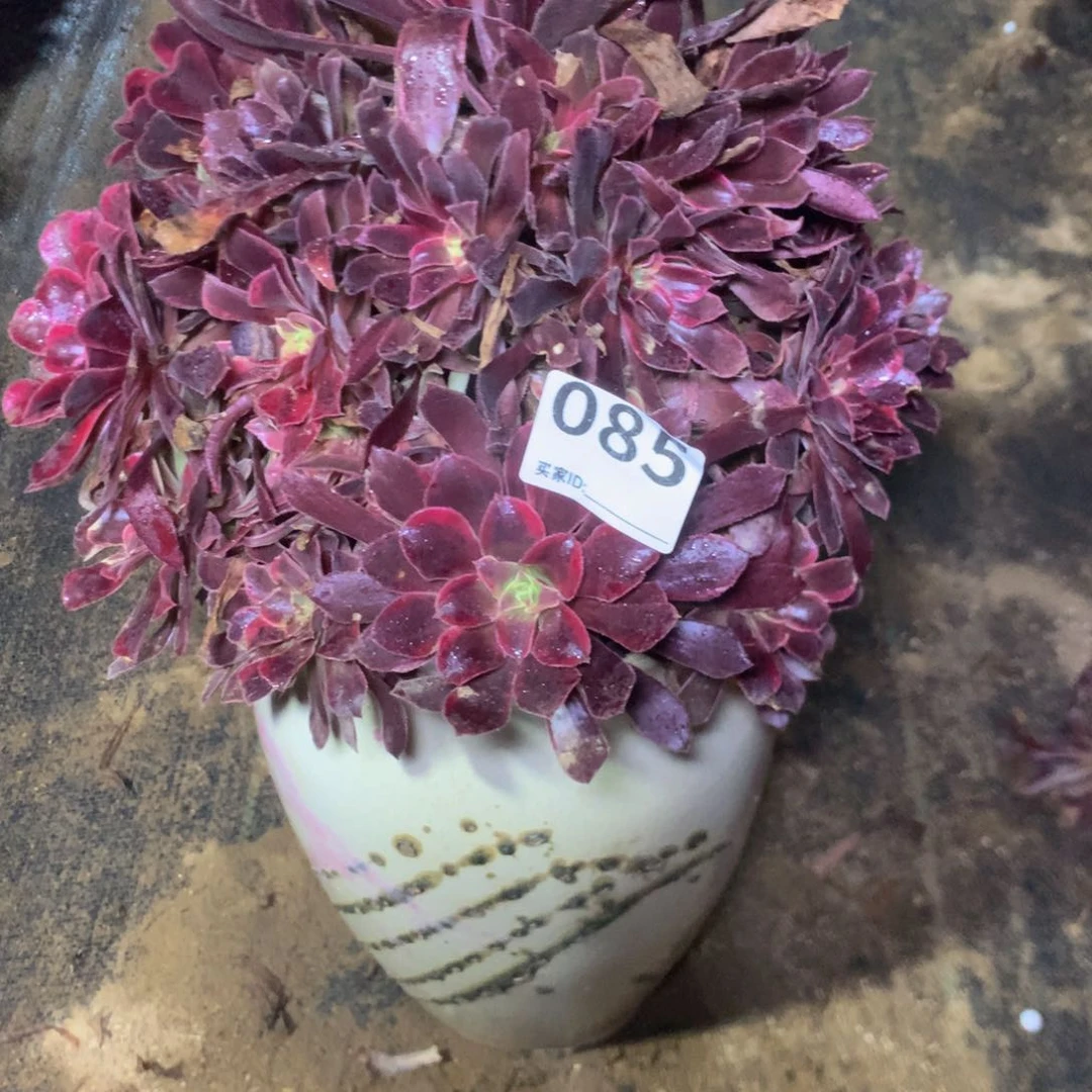 085蒙娜多肉植物