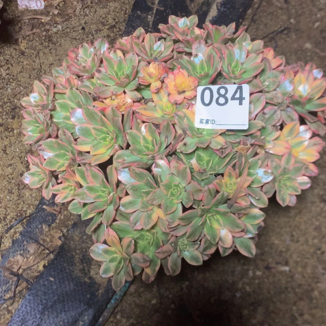 风*)084甜茶多肉植物