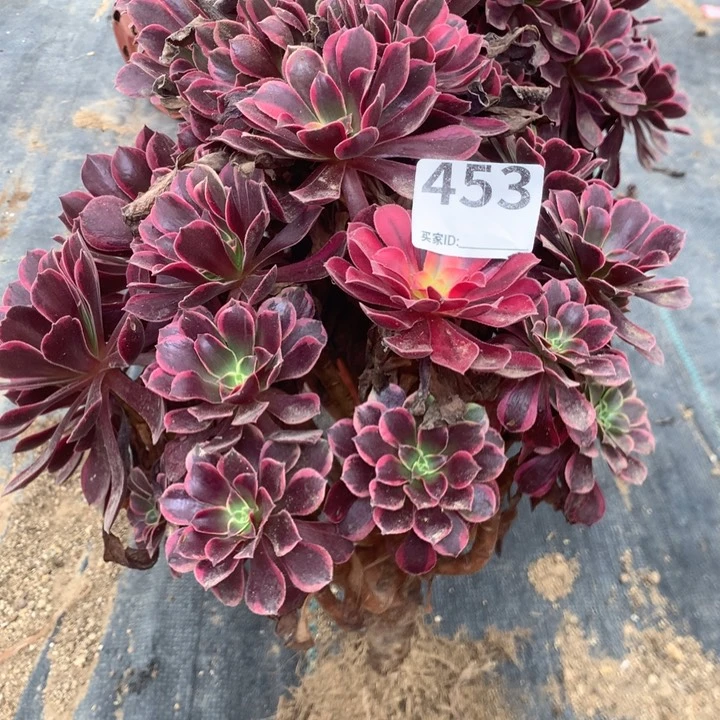 453金丝雀有干伤多肉植物