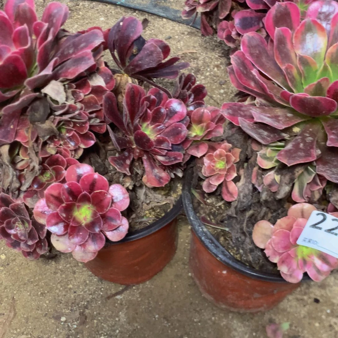 旺*222两个多肉植物