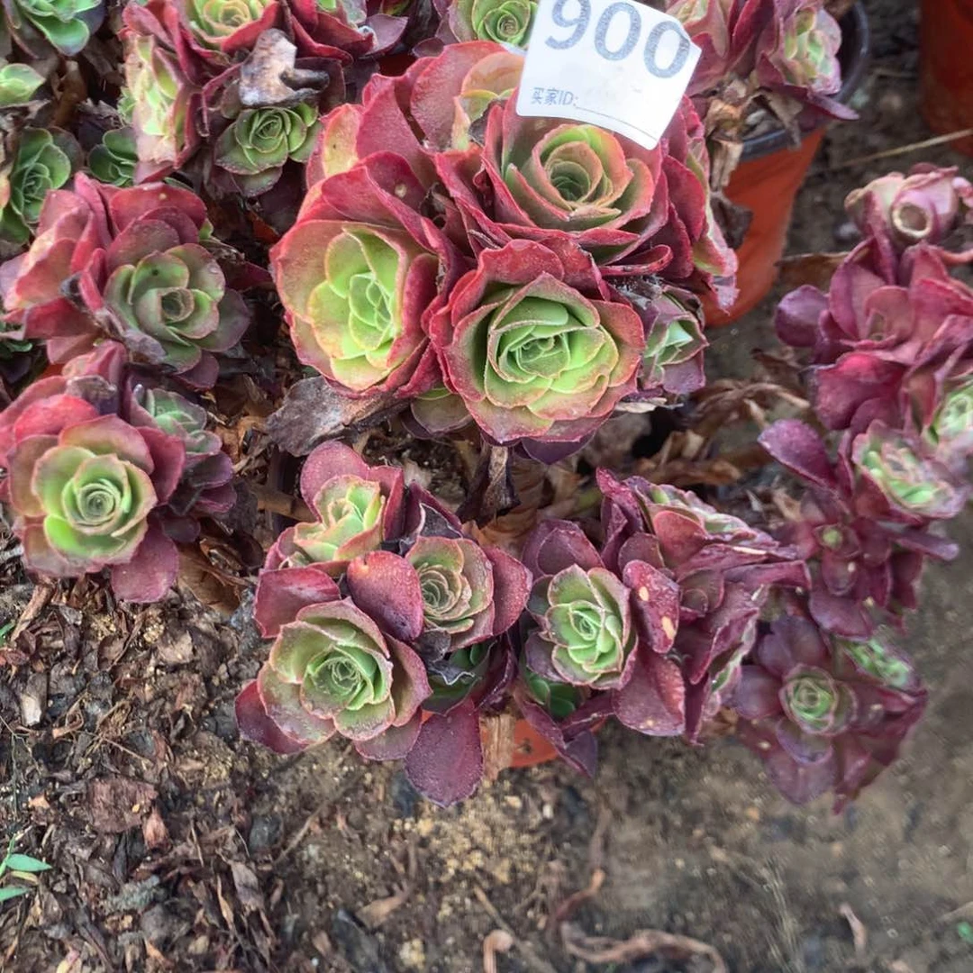 美****始900玫瑰多肉植物