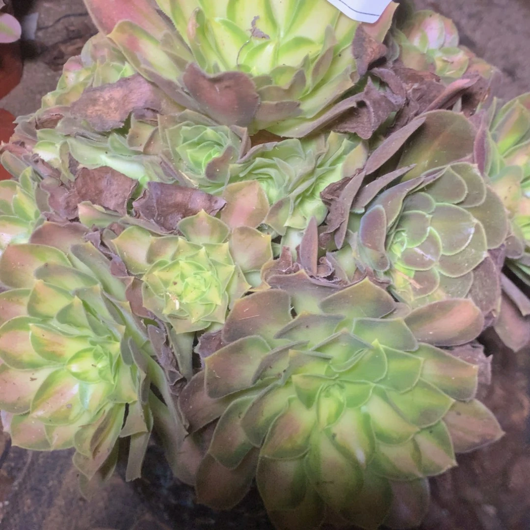 549绍华多肉植物