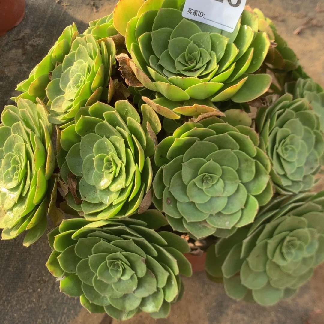 326万圣圣夜多肉植物