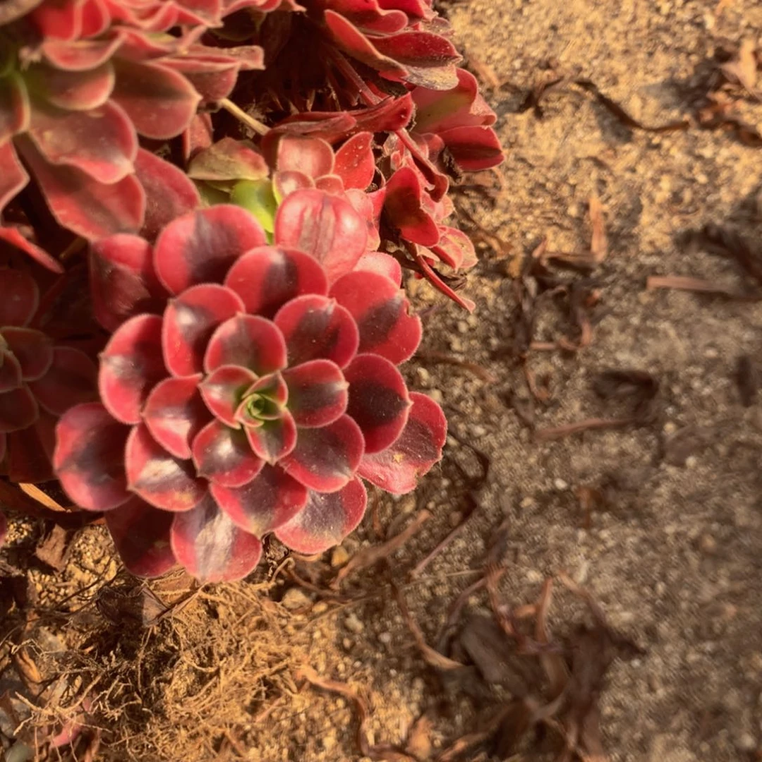锦**城464美杜沙多肉植物