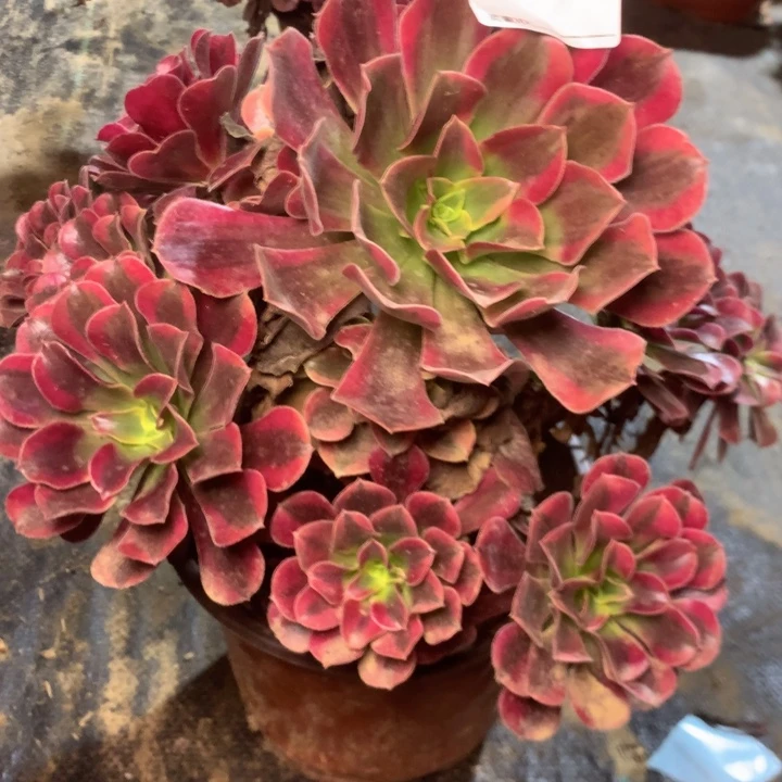 172美杜沙多肉植物