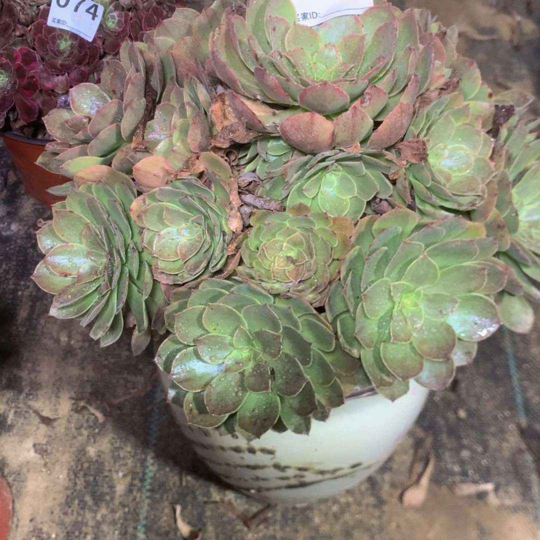 079万绿的多肉植物