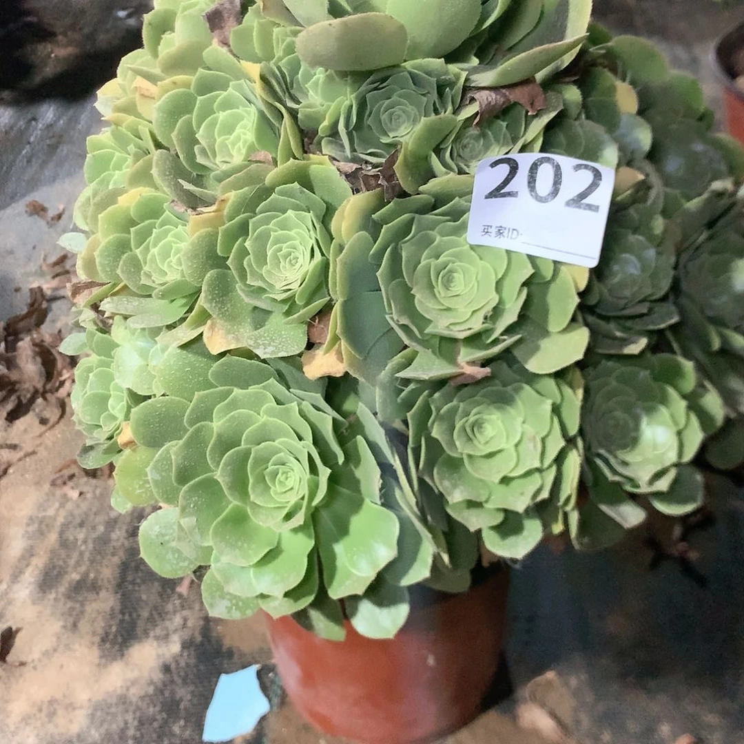 202绿羊绒多肉植物