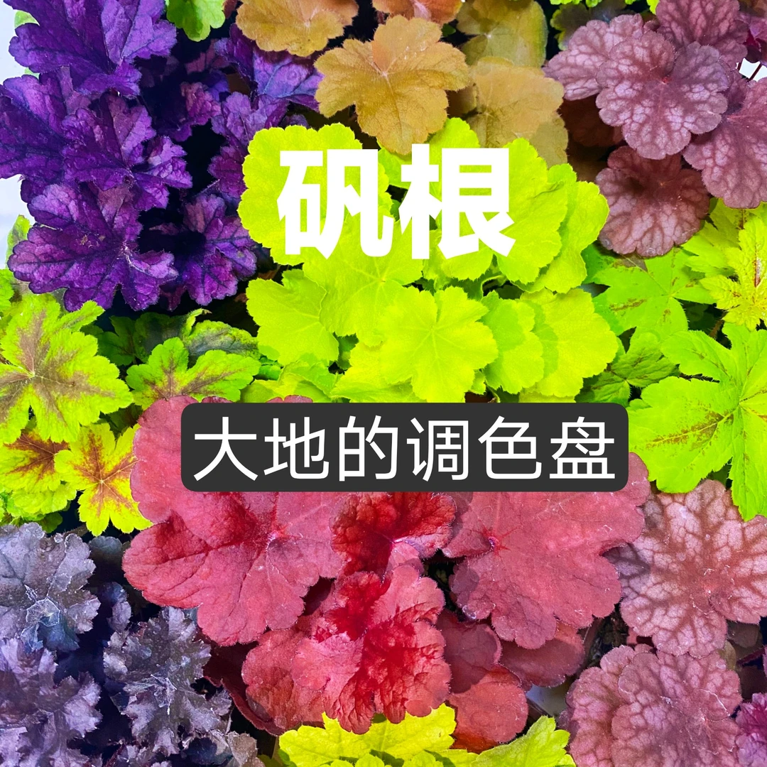 矾根【1棵包邮】绿植盆栽绿化花卉凡根观叶庭院耐阴耐寒