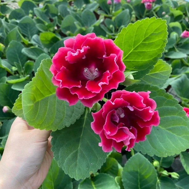 大岩桐盆栽带花苞富贵芙蓉花阳台办公室四季开花