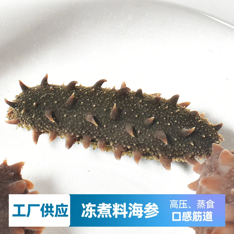 大连海参深水海参  活海参 冻煮发货 SF包邮