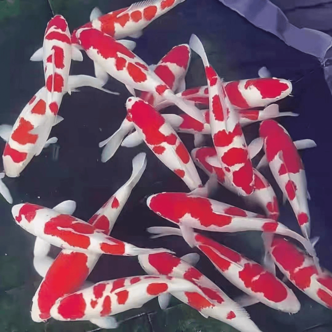 活体红白大正三色龙系孔雀秋翠昭和菲写冷水鱼好养耐活包邮包活