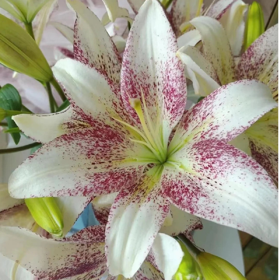 【亚洲百合】赞美诗百合   百合鲜花  客厅上档次