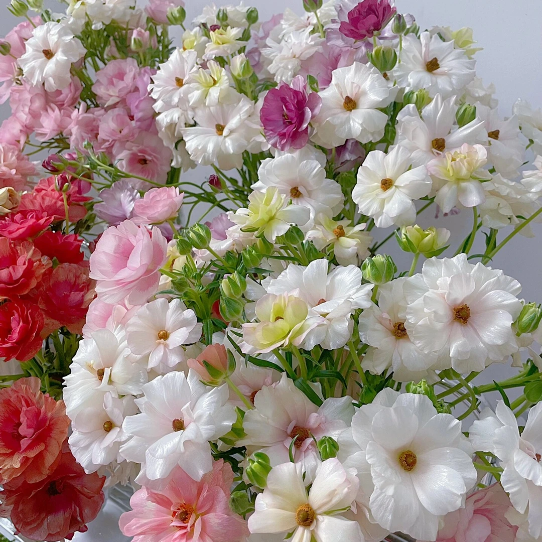 【新品上架】蝴蝶洋牡丹 温柔治愈系 多色灵动  0℃以下必拍保温棉！