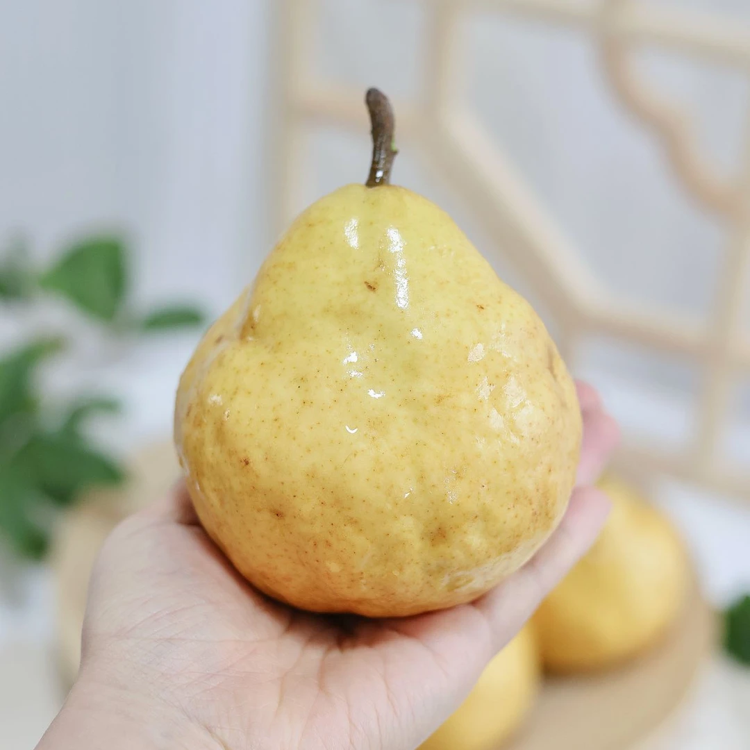 [放软吃]中华丑梨软太婆软糯多汁当季水果