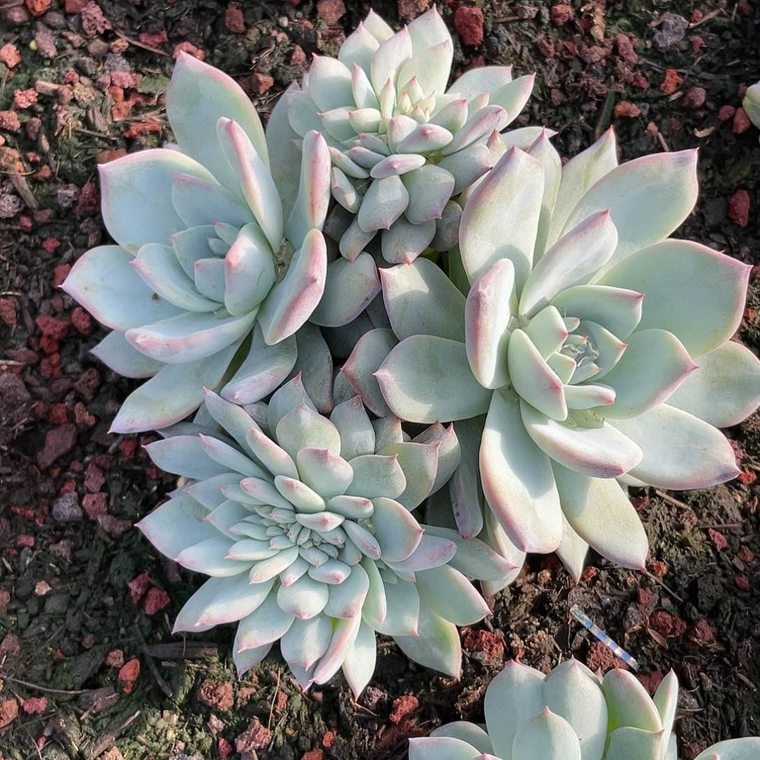 粉蓝鸟缀多肉植物