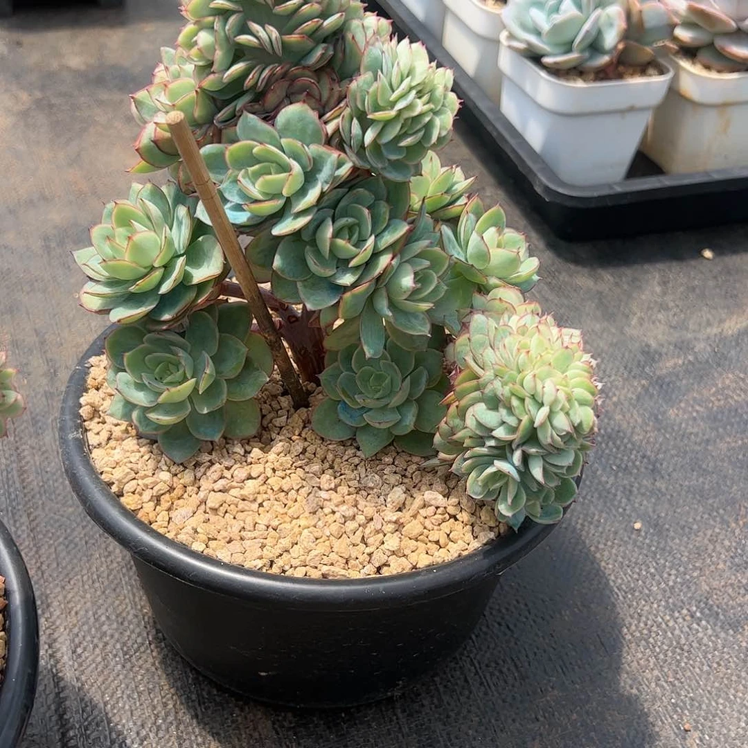 【闪购商品】细*牡丹亭缀