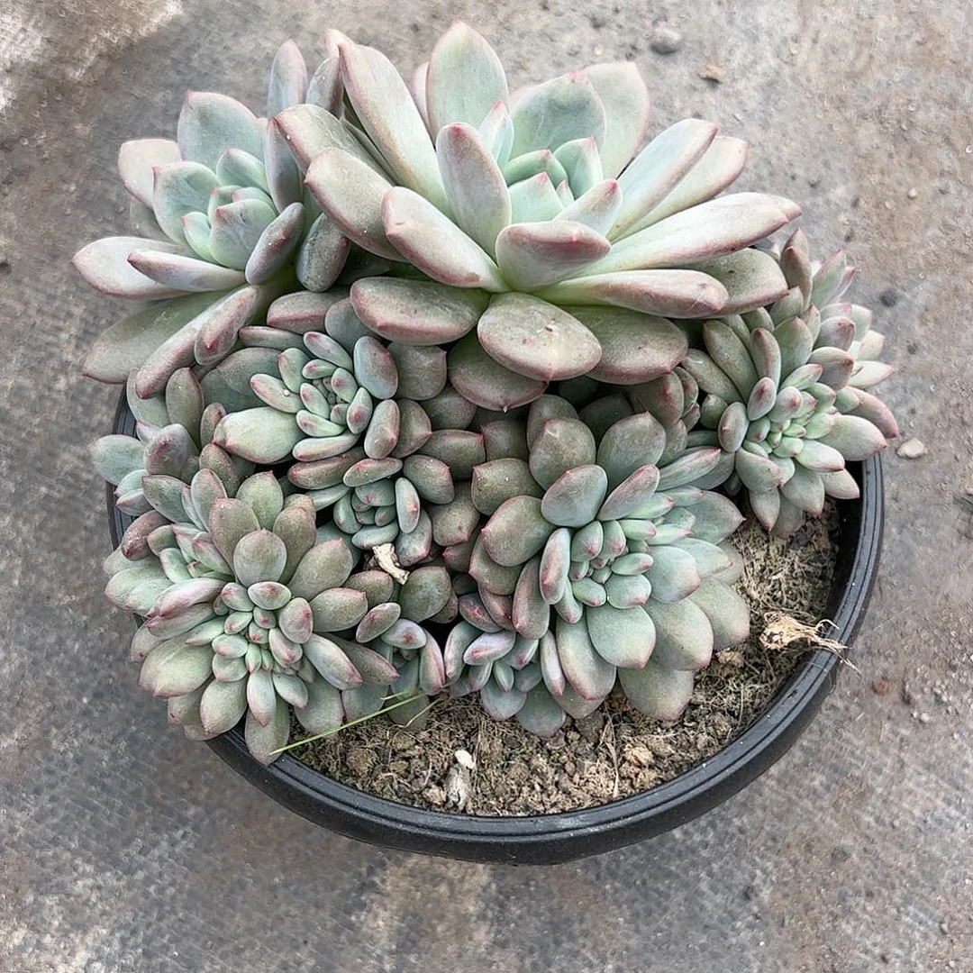 【闪购商品】爱丽儿