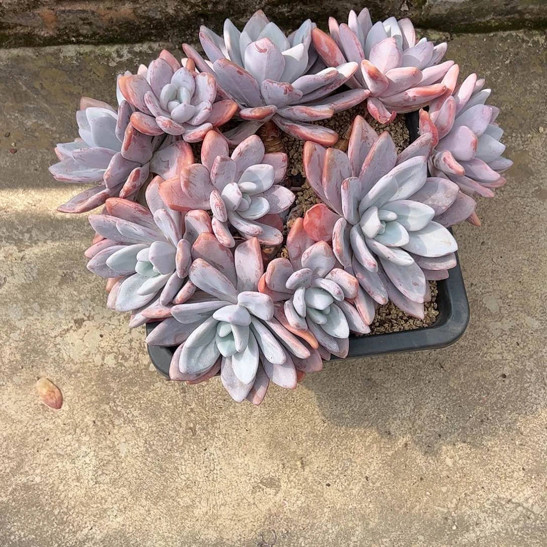 【闪购商品】粉兔大群