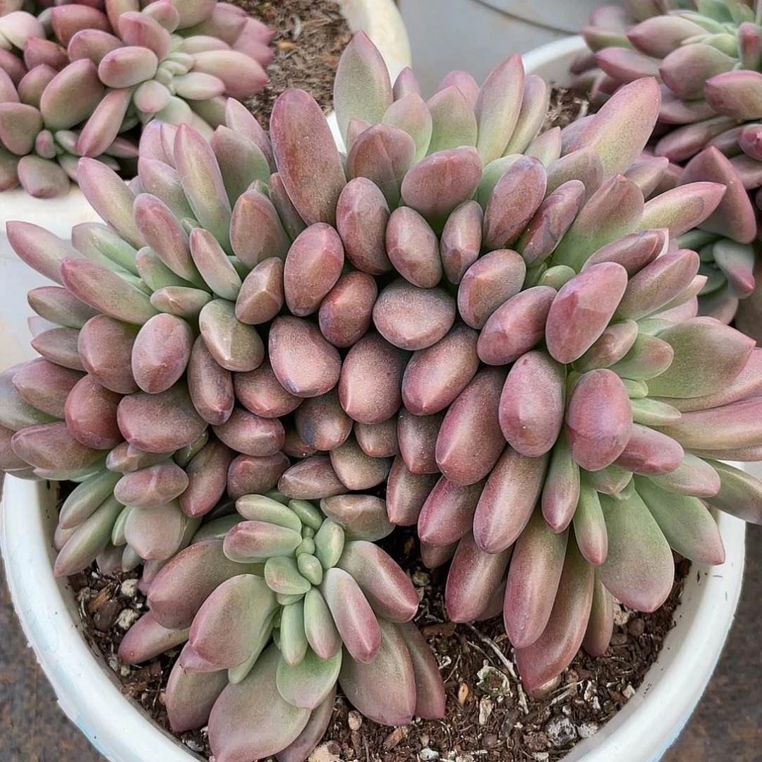 桃花源缀朵朵88888