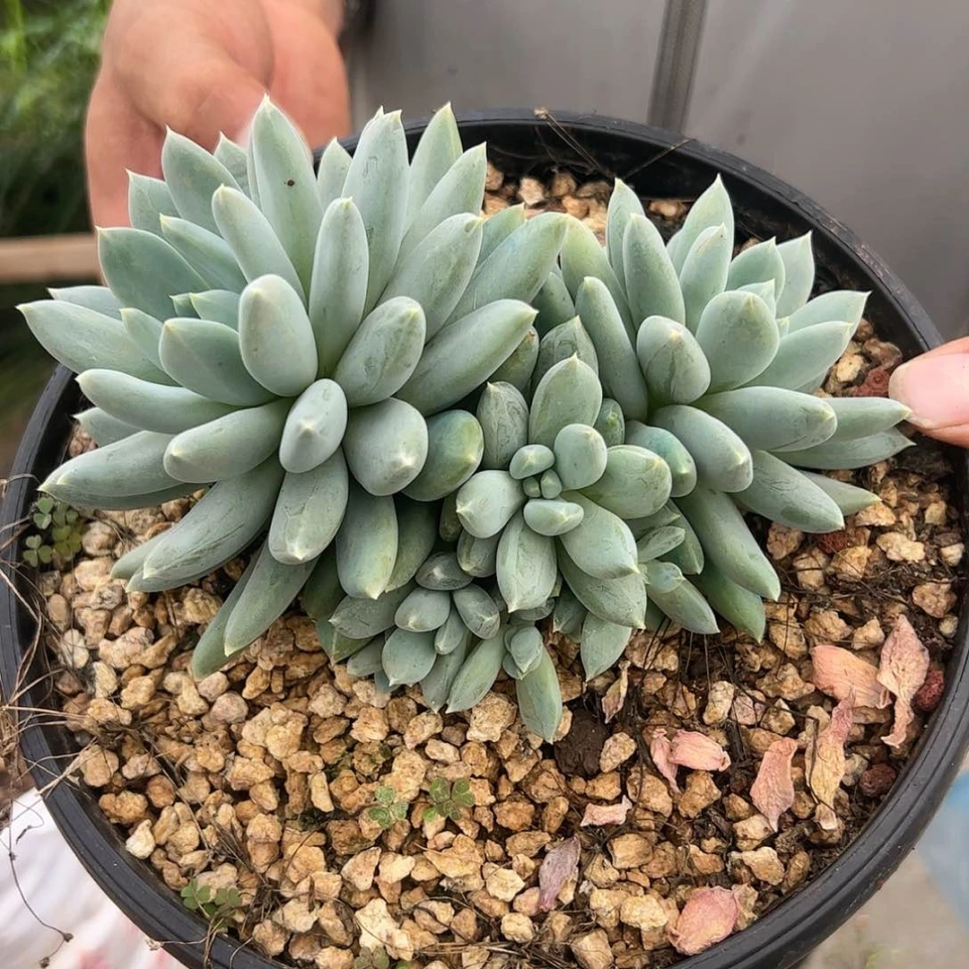 【闪购商品】天使之恨