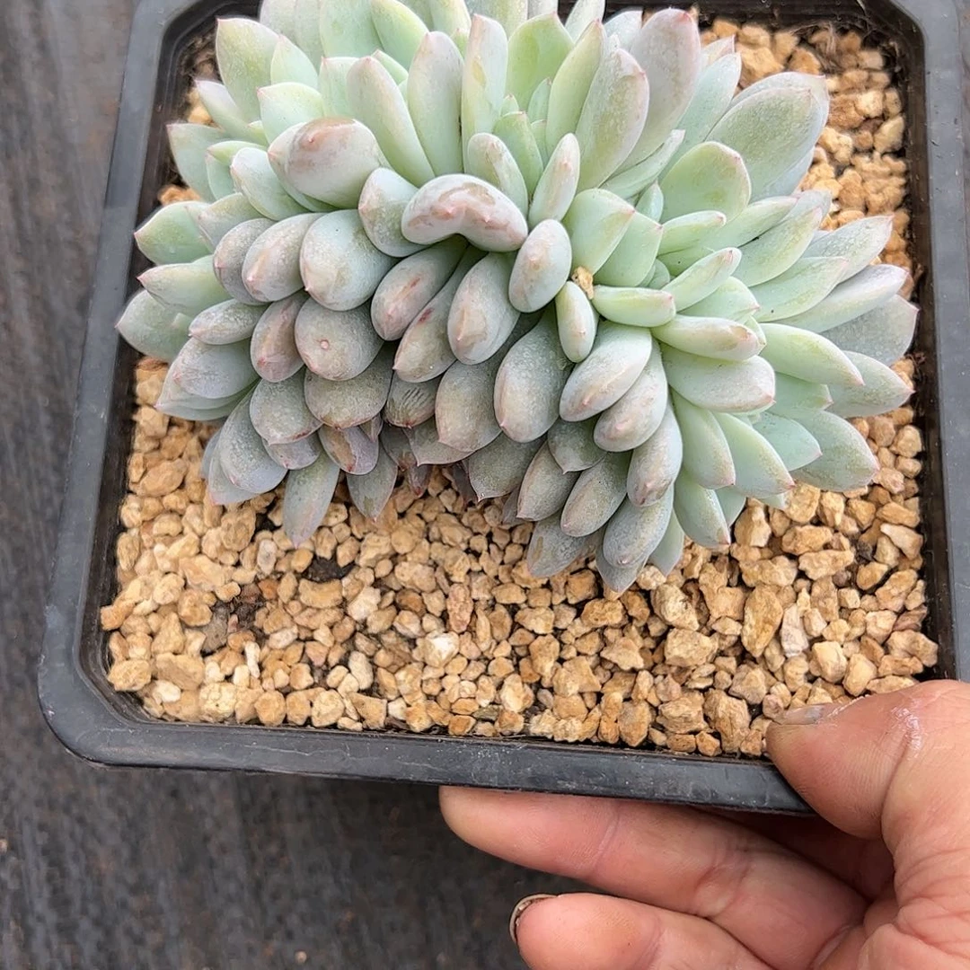 【闪购商品】橙子缀