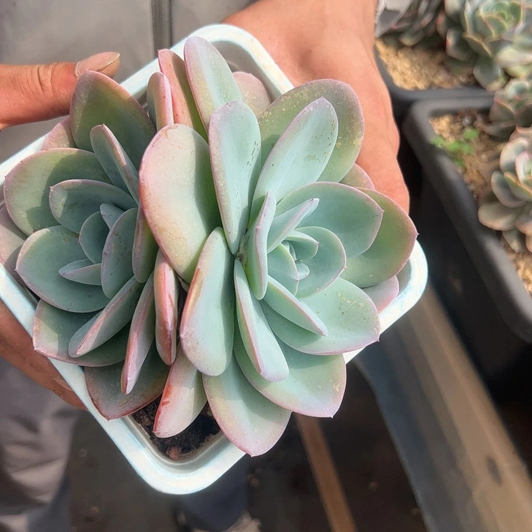 【闪购商品】布鲁蓝双头