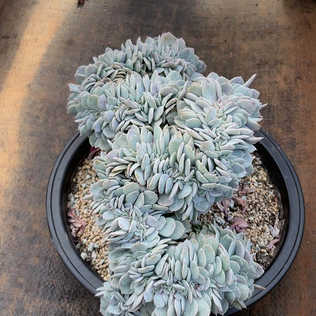 海棠花小树桩子888