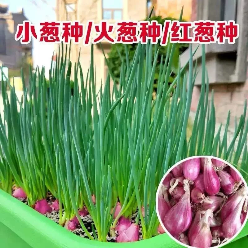 火葱头四季小香葱红葱头盆栽头苗小葱籽黄葱头阳台蔬菜盆栽葱1斤