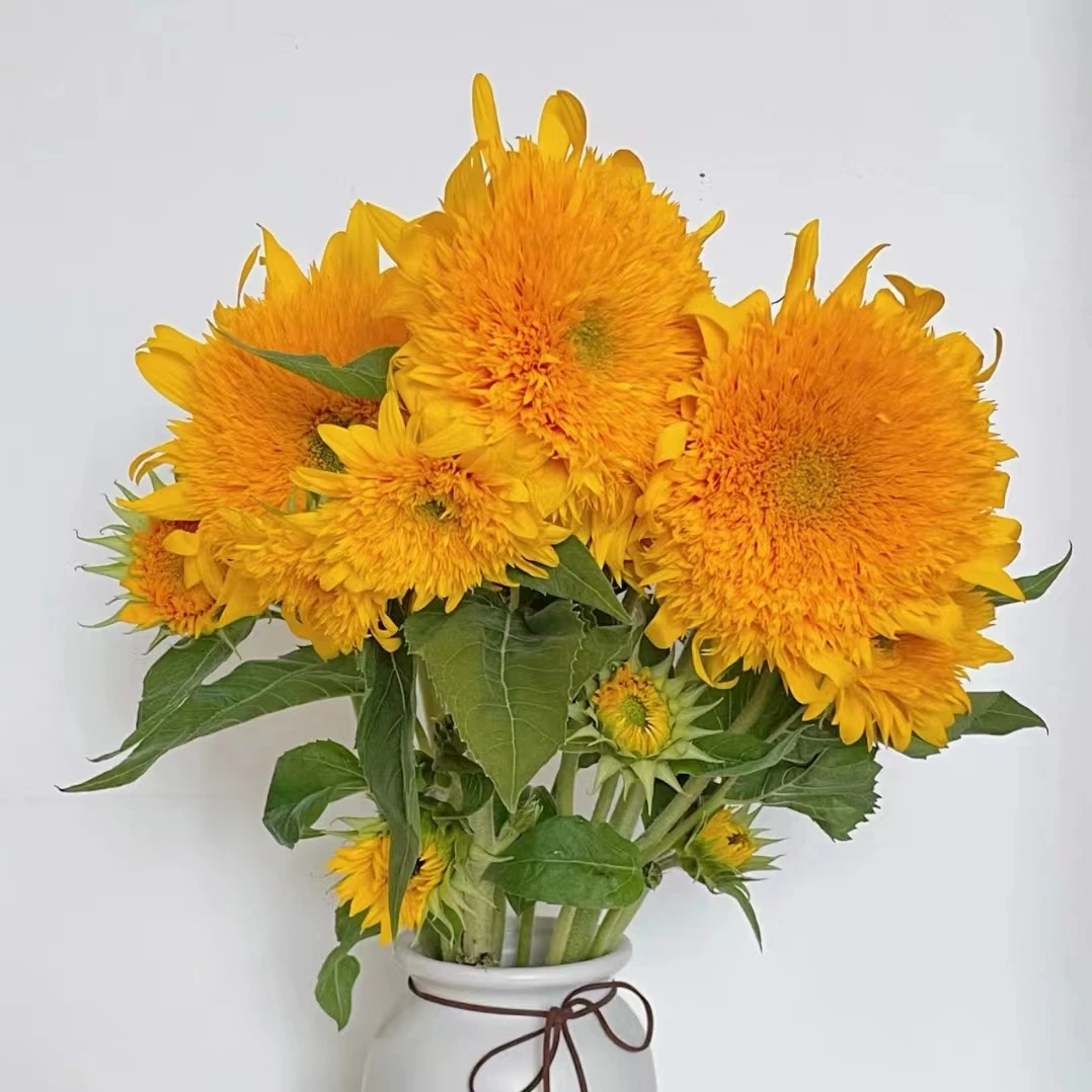 【双11精选】A级泰迪向日葵新鲜鲜花花期长水养云南基地直发包邮