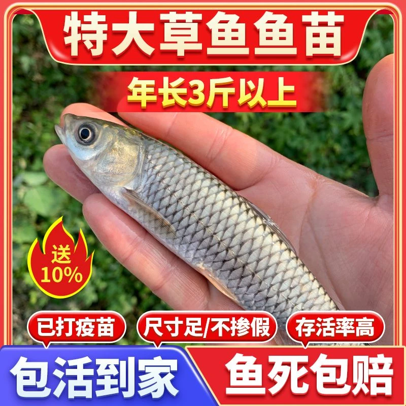 优质草鱼苗淡水养殖特大号草鲩重庆本地半斤已吃草宠物观赏鱼批发