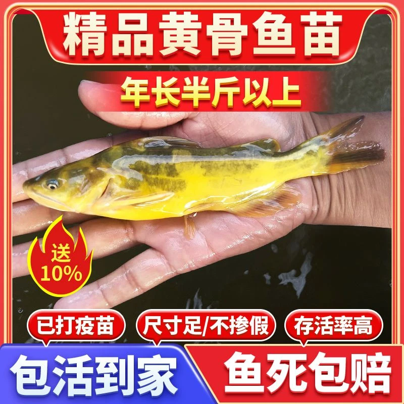 黄辣丁鱼苗黄骨鱼黄颡鱼昂刺鱼黄鸭叫黄丫头淡水养殖鱼宠物观赏鱼
